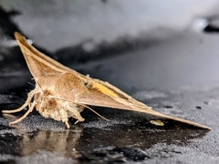 Bastilla fulvotaenia