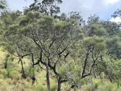 Allocasuarina inophloia