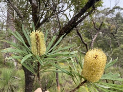 Banksia aquilonia