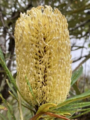 Banksia aquilonia