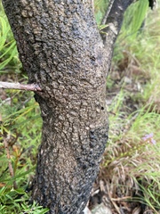 Banksia aquilonia