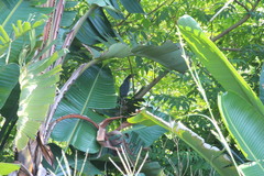 Ixobrychus sturmii