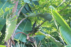 Ixobrychus sturmii