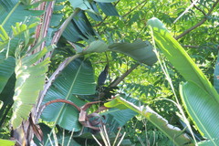 Ixobrychus sturmii