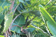 Ixobrychus sturmii