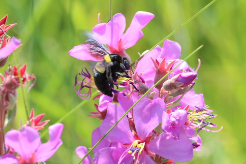 Double-banded Carpenter Bee photo 4
