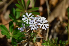Phlox bifida