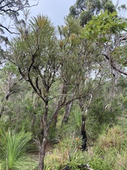 Banksia aquilonia