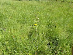 Berkheya umbellata