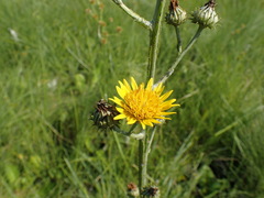 Berkheya umbellata