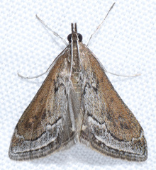 Pyrausta napaealis