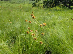 Rhynchospora holoschoenoides