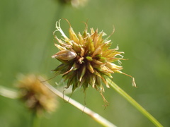 Rhynchospora holoschoenoides