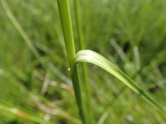 Rhynchospora holoschoenoides