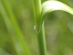 Rhynchospora holoschoenoides