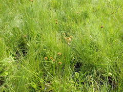 Rhynchospora holoschoenoides