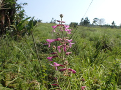 Syncolostemon rotundifolius