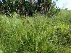 Syncolostemon rotundifolius