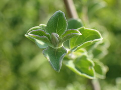 Syncolostemon rotundifolius