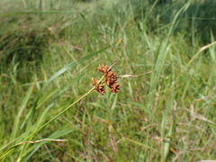 Rhynchospora barrosiana