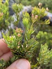 Comesperma anemosmaragdinum