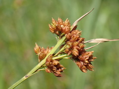 Rhynchospora barrosiana