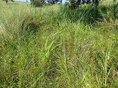 Rhynchospora barrosiana