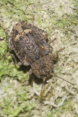 Syrphetodes marginatus