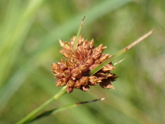 Rhynchospora barrosiana