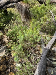 Comesperma anemosmaragdinum