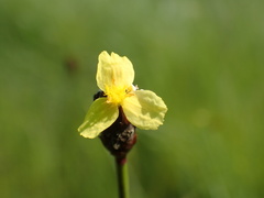 Xyris capensis