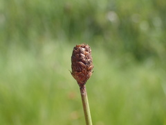 Xyris capensis