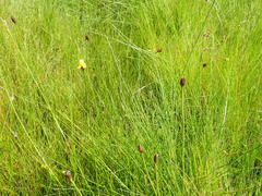 Xyris capensis