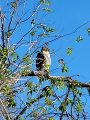 Buteo jamaicensis