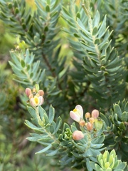 Comesperma anemosmaragdinum
