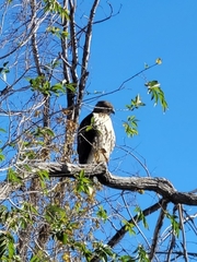 Buteo jamaicensis