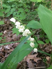 Convallaria