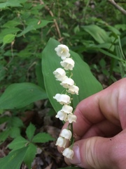 Convallaria