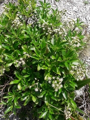 Traversia baccharoides
