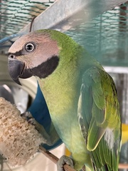 Psittacula alexandri