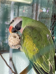 Psittacula alexandri