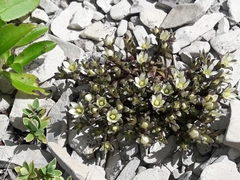 Gentianella filipes