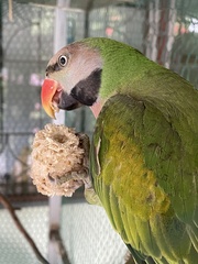 Psittacula alexandri