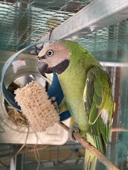 Psittacula alexandri