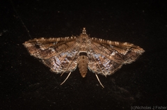 Merodictya marmorata