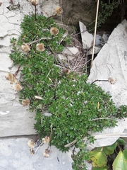 Celmisia bellidioides