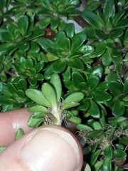 Celmisia bellidioides