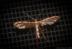 Cosmoclostis aglaodesma