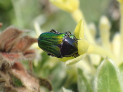 Leucocelis haemorrhoidalis
