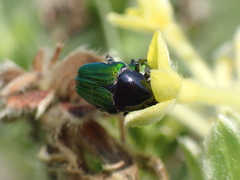 Leucocelis haemorrhoidalis
